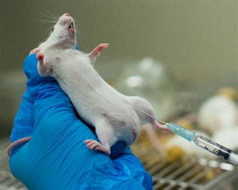 negative impact of animal testing|why animal experimentation is cruel.